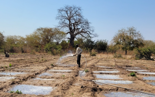 I progetti agricoli di Thierenguene e Guedj in Senegal